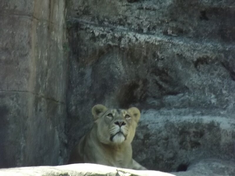 Lioness in Enclosure — Gray