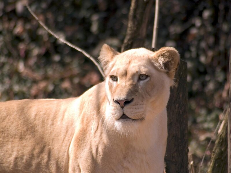 Lioness in Enclosure — Tan