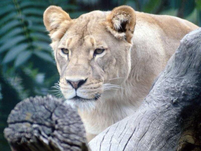 Lioness in Foliage