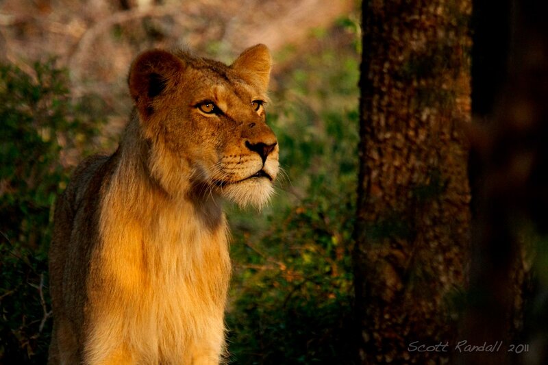Lioness in Forest
