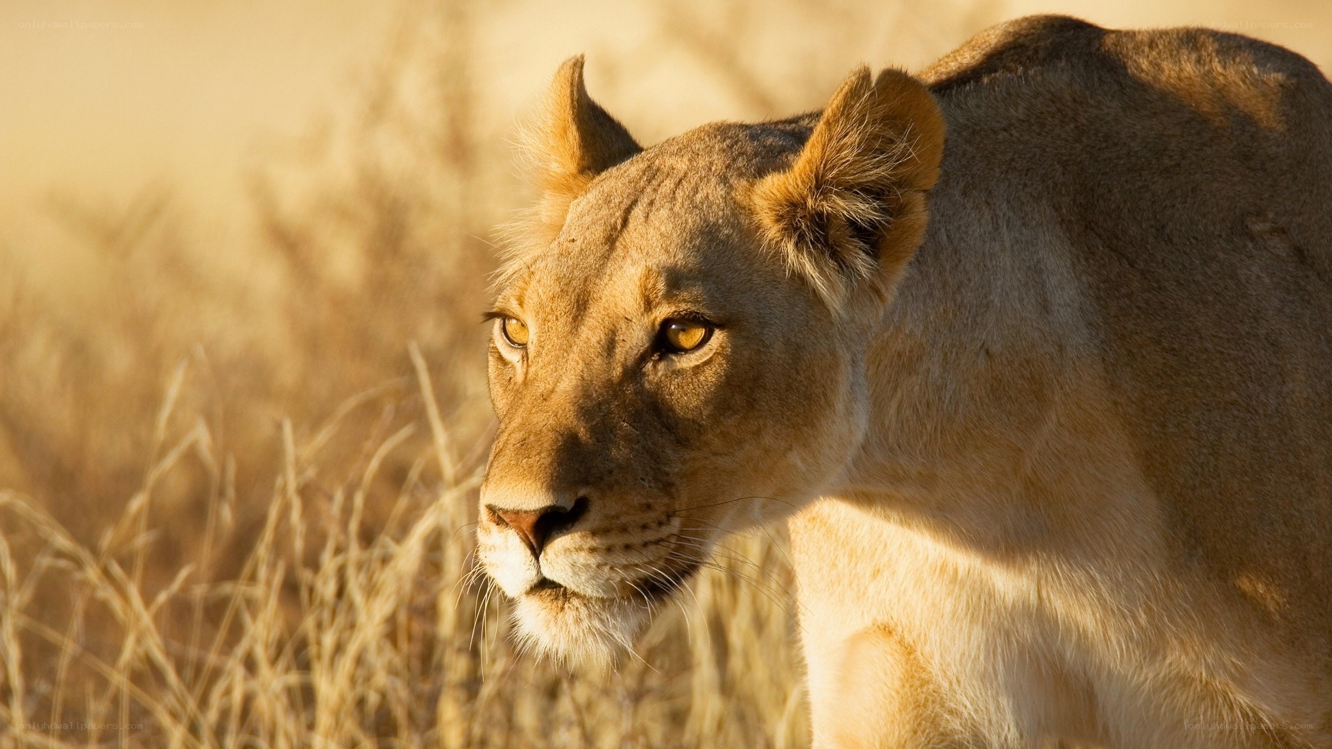Lioness in golden light