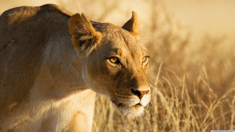 lioness in golden light