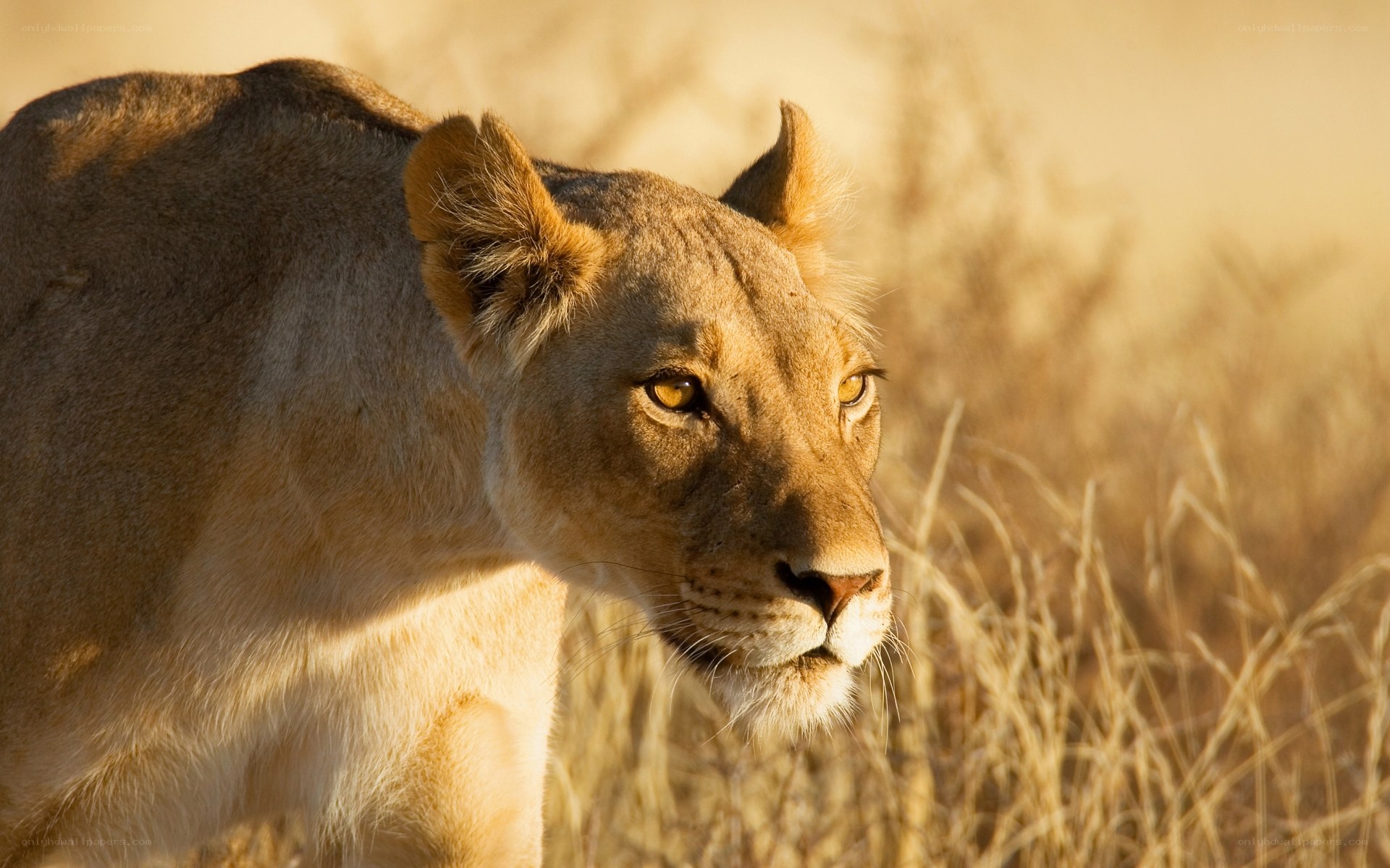 lioness in golden light