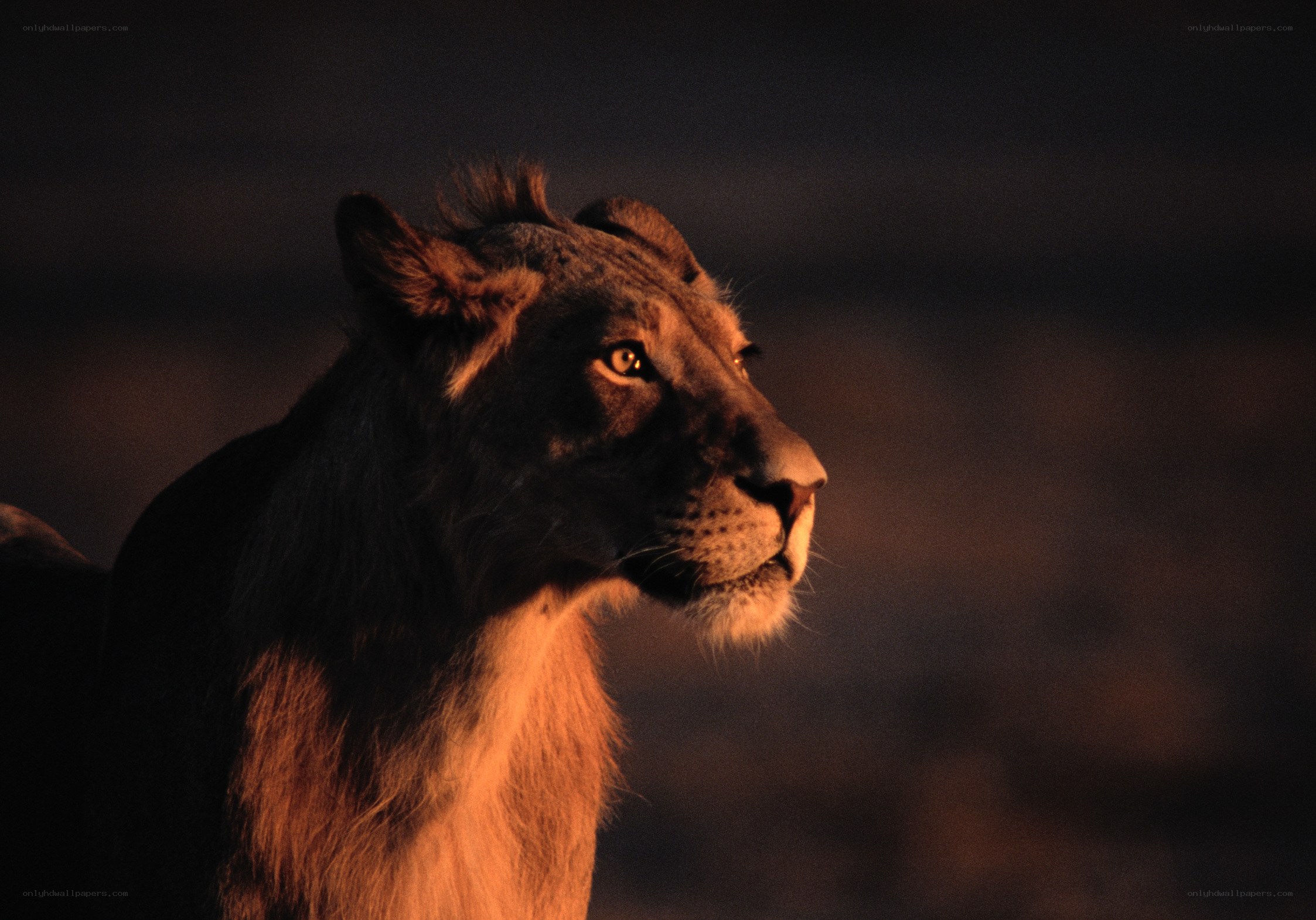 lioness in golden light