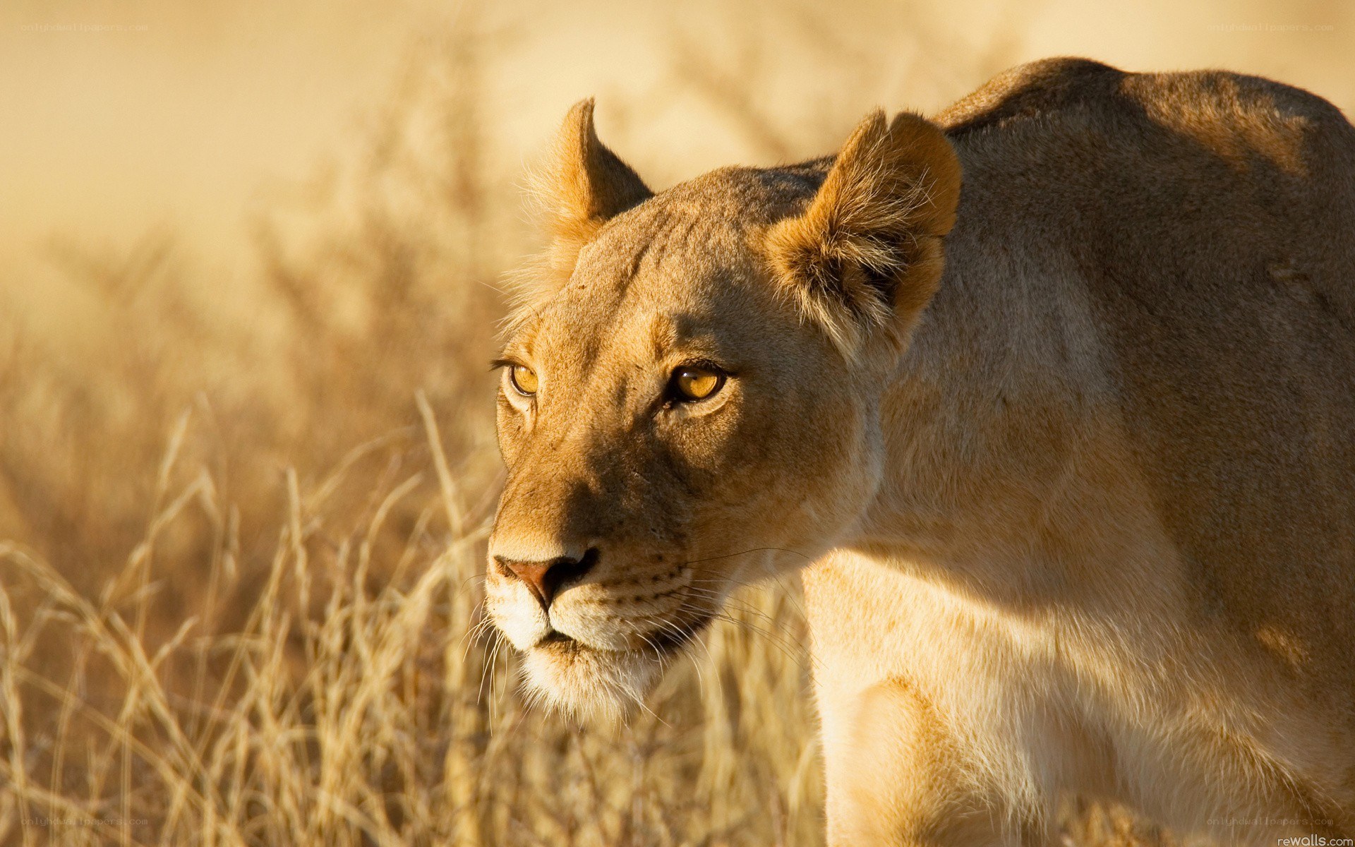 Lioness in golden light