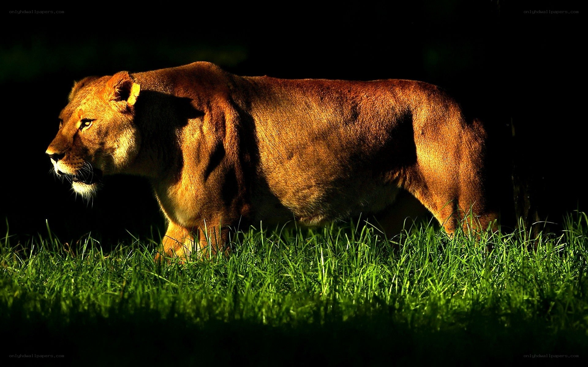 lioness in golden light