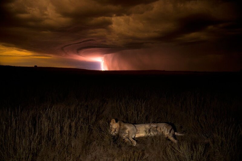 Lioness in Grass — Black