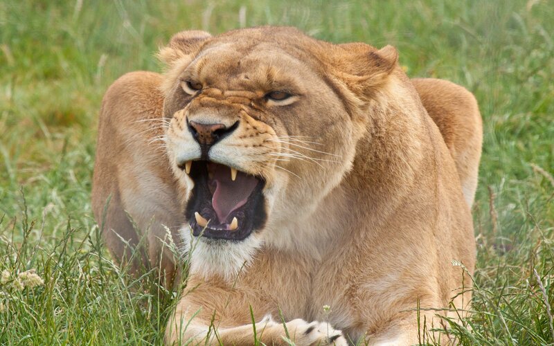 Lioness in Grass — Brown, Alert