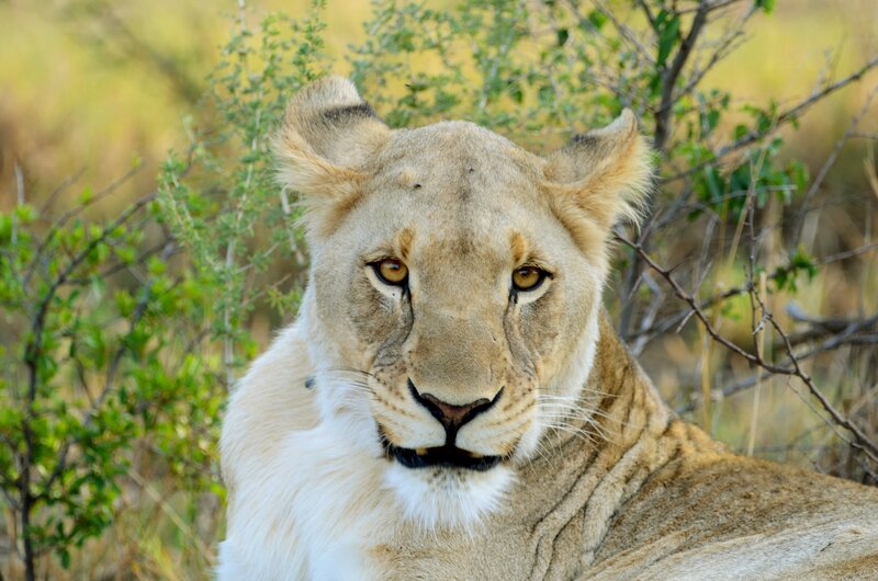 Lioness in Grass — Brown, Calm, Afternoon, Photograph, Bushes