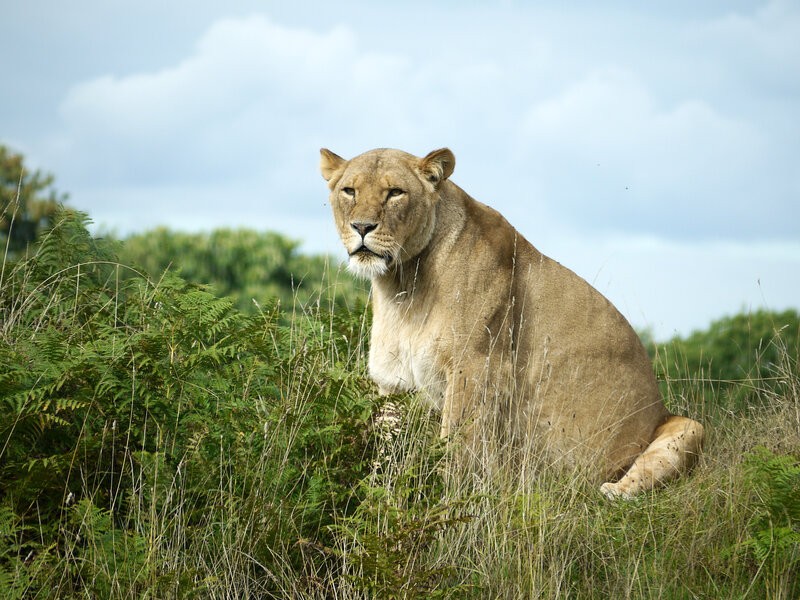 Lioness in Grass — Brown, Calm, Afternoon