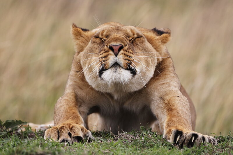 Lioness in Grass — Brown, Calm, Photograph