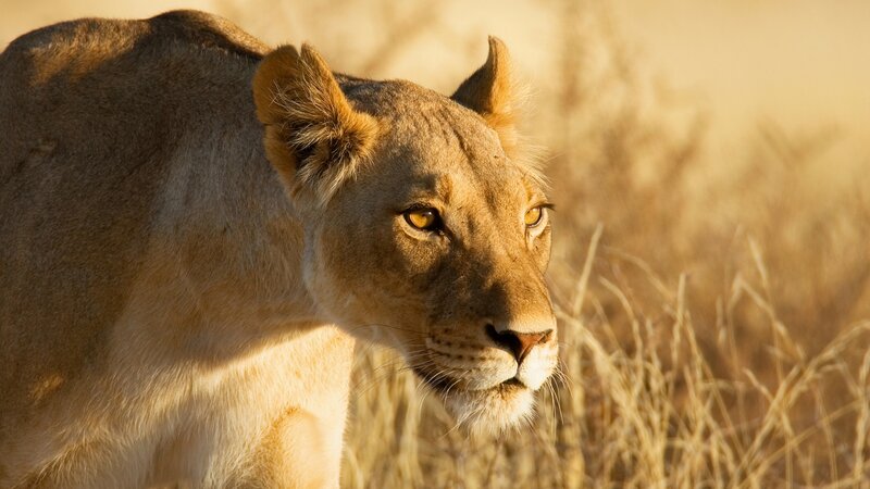 Lioness in Grass — Brown, Calm, Sunset