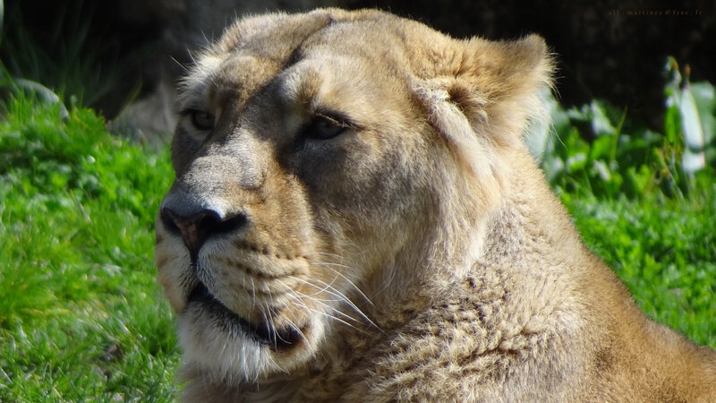 Lioness in Grass — Brown, Calm