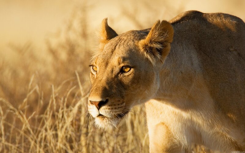 Lioness in Grass — Brown, Dramatic