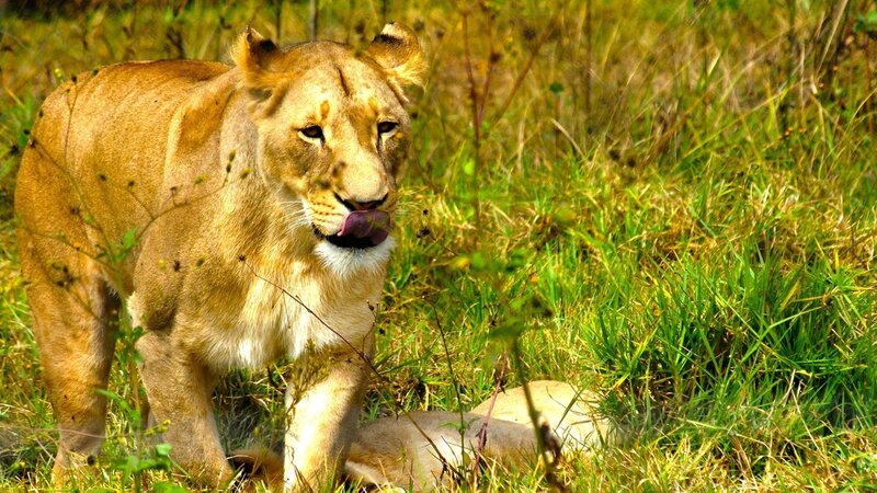 Lioness in Grass — Brown, Natural