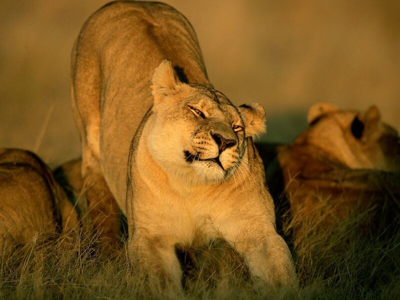 Lioness in Grass — Brown