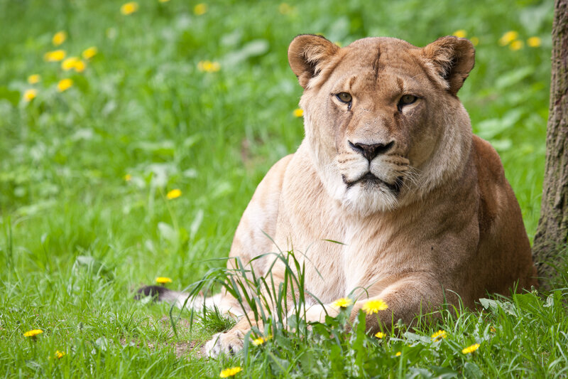 Lioness in Grass — Green, Calm