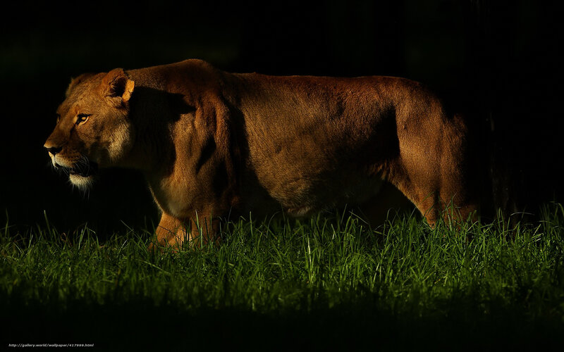 Lioness in Grass — Green, Dramatic