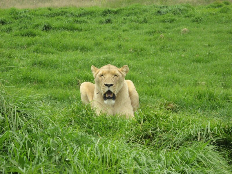 Lioness in Grass — Green