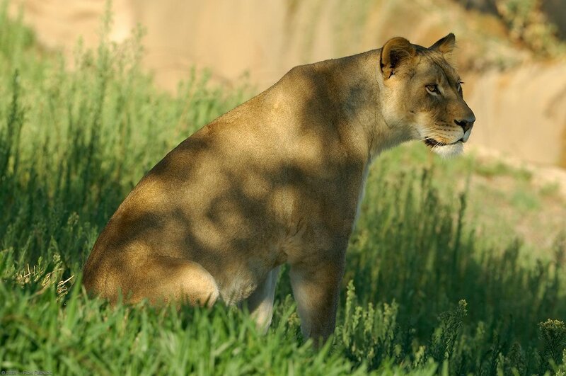 Lioness in Grass