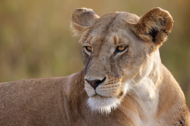 Lioness in Grassland — Brown