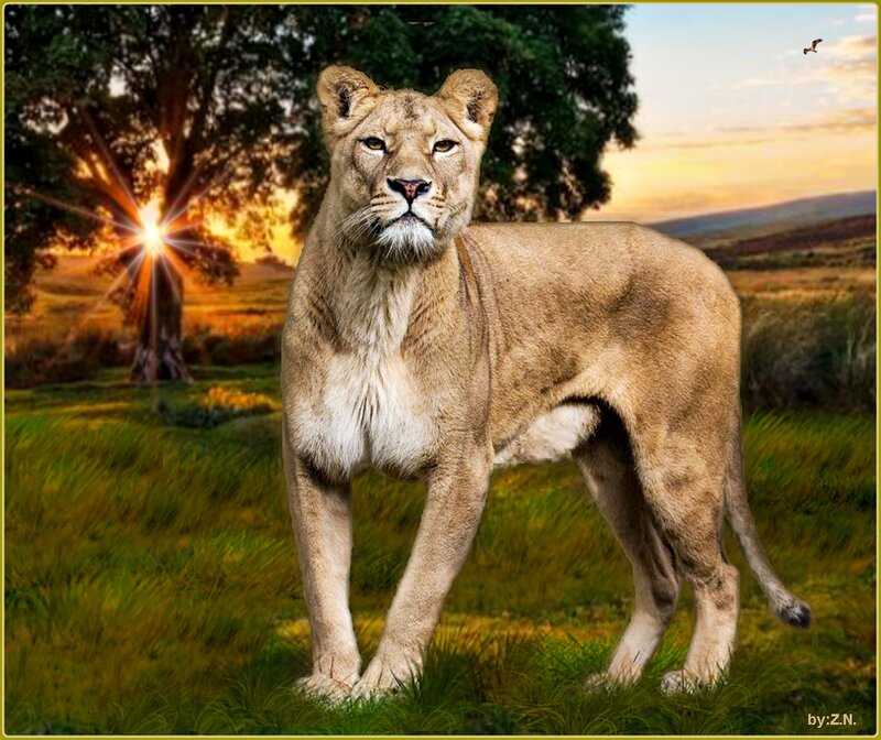 Lioness in Grassland