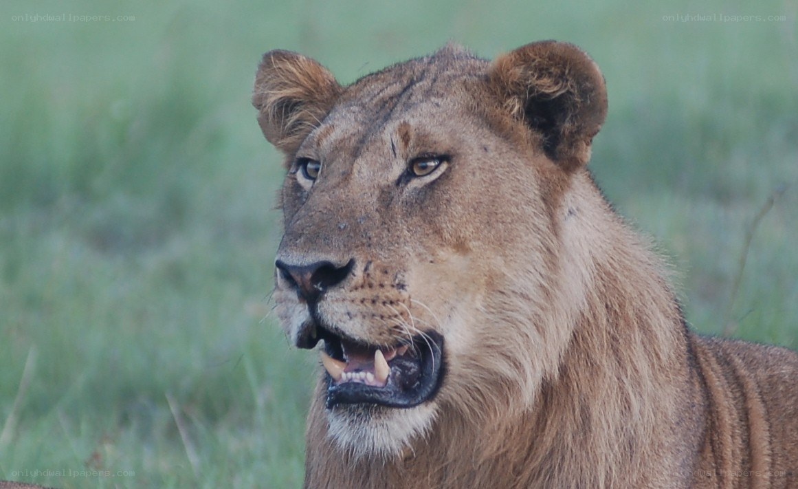 lioness in grassy field