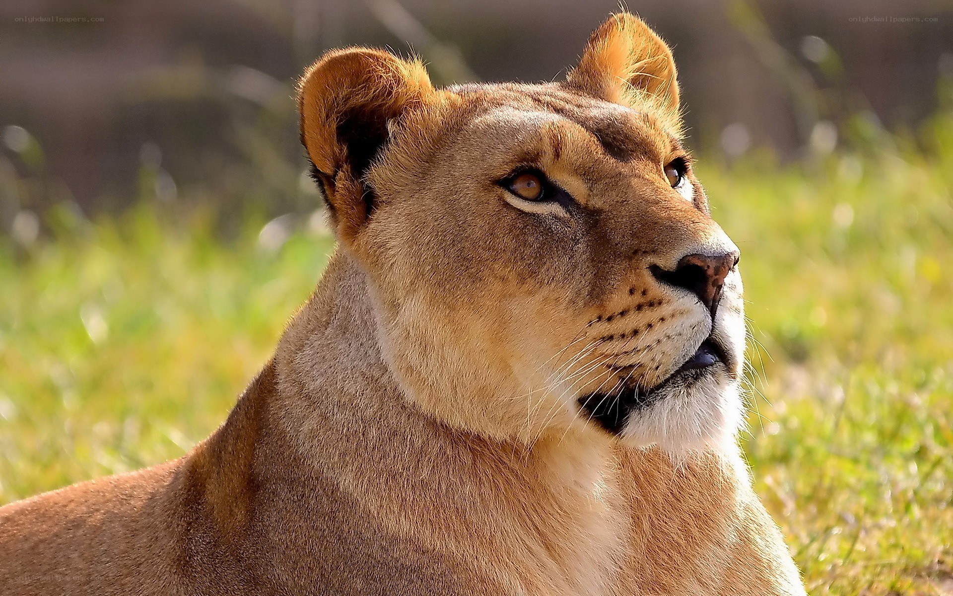 lioness in grassy field
