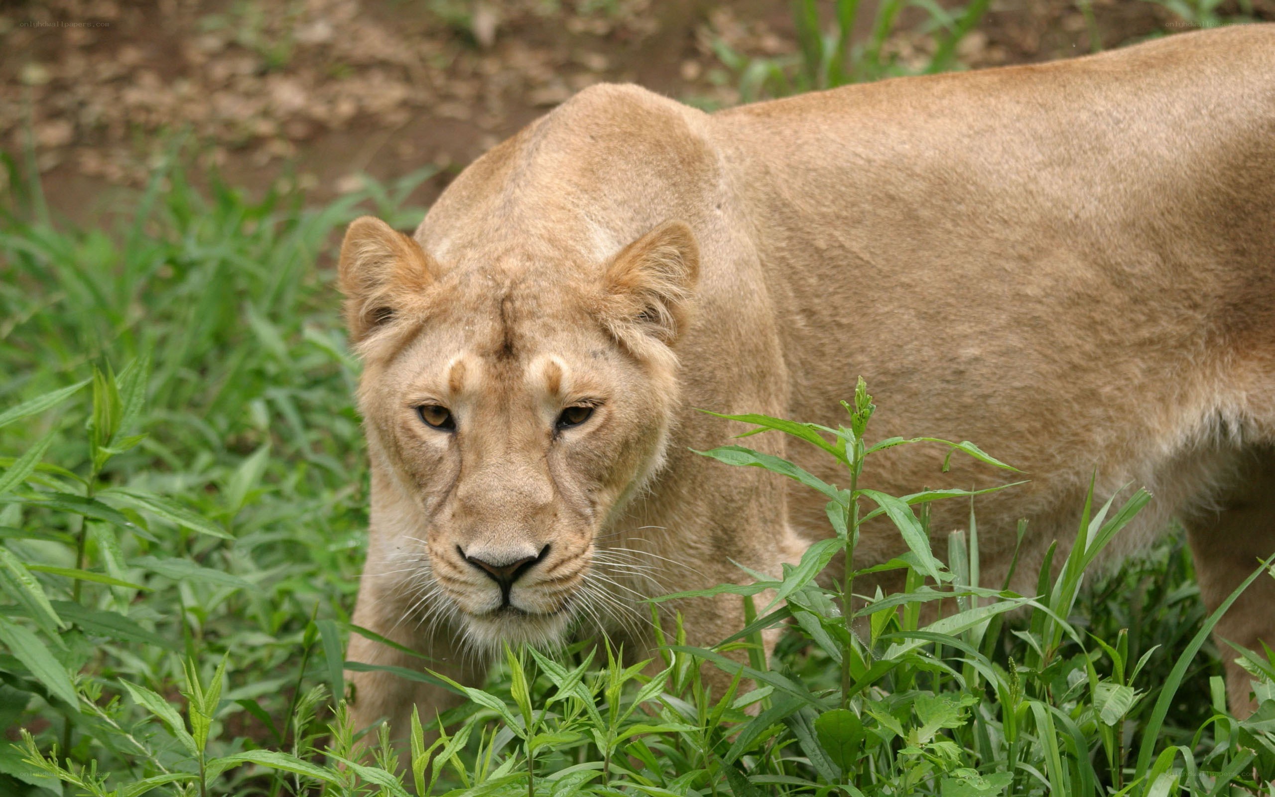 lioness in green grass