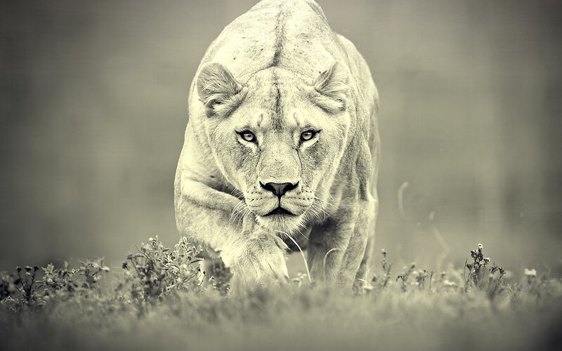 Lioness in motion