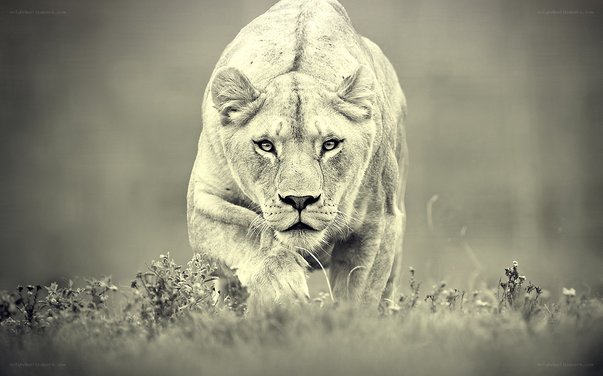 Lioness in motion