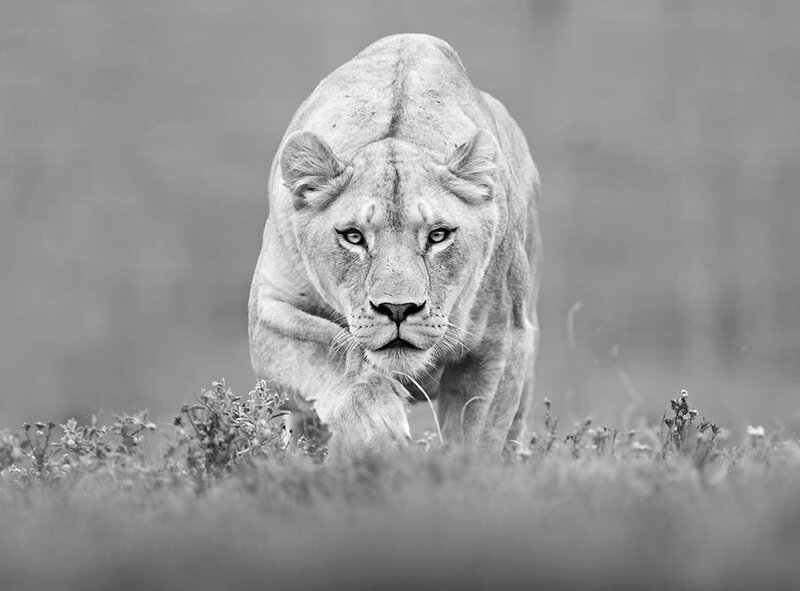 Lioness in motion