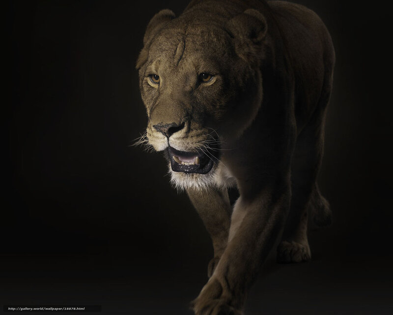 Lioness in motion