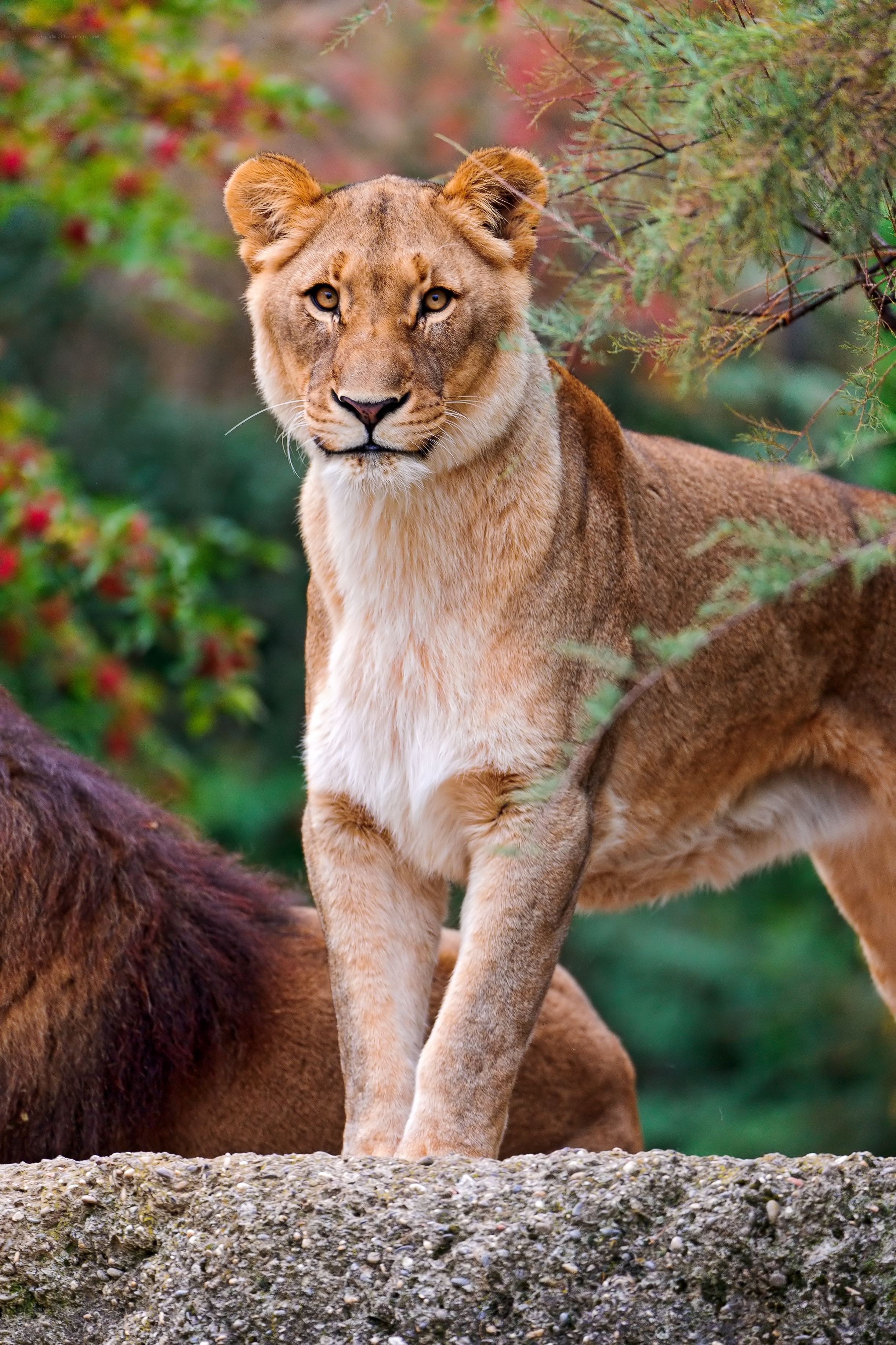 Lioness in natural setting