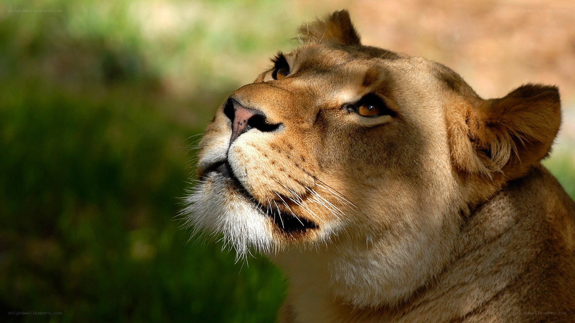 lioness in profile