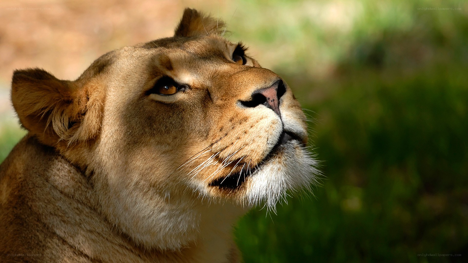 lioness in profile