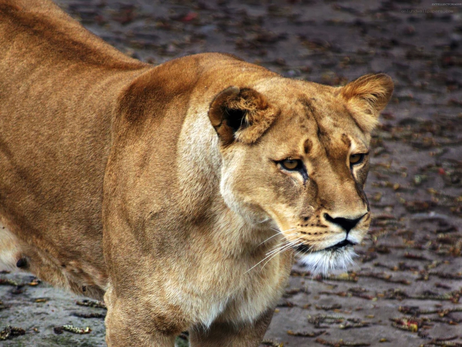 Lioness in profile