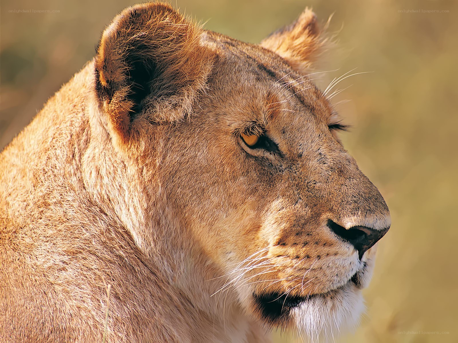 Lioness in profile