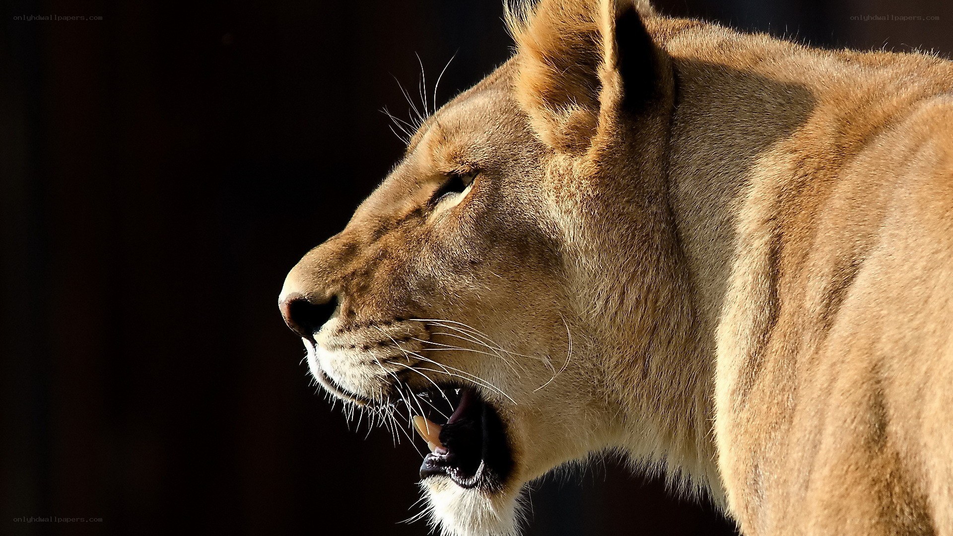 lioness in profile