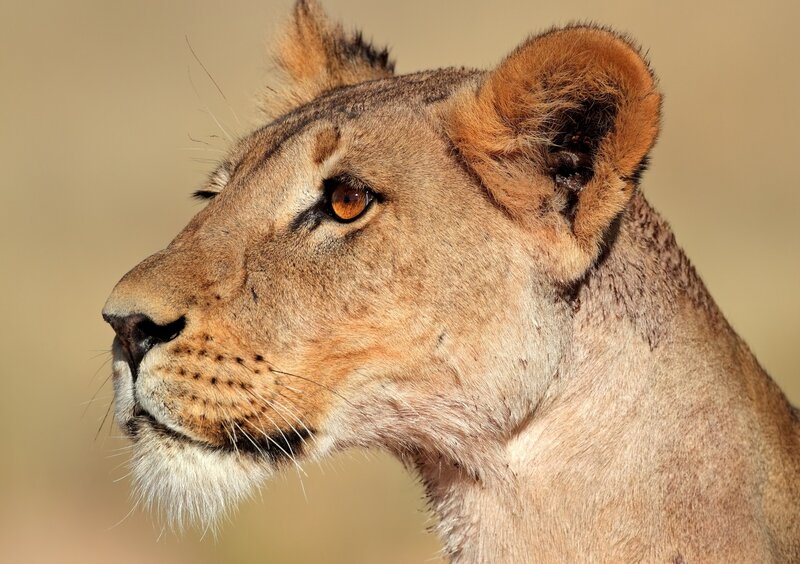 lioness in profile