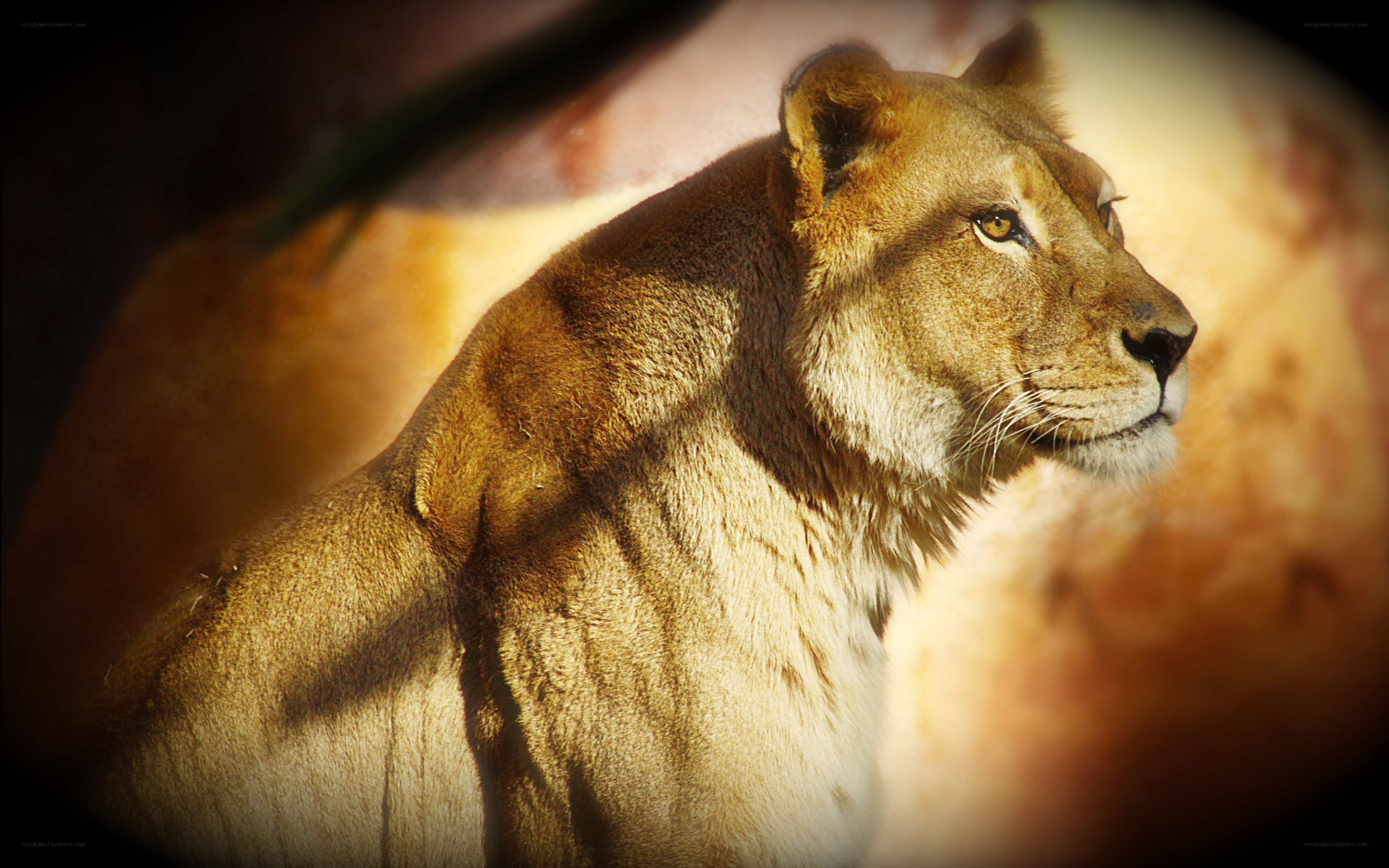 Lioness in profile