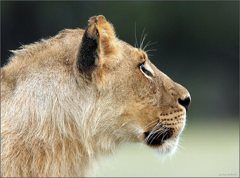lioness in profile