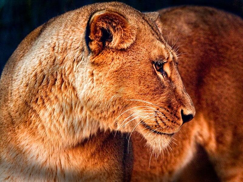 Lioness in profile