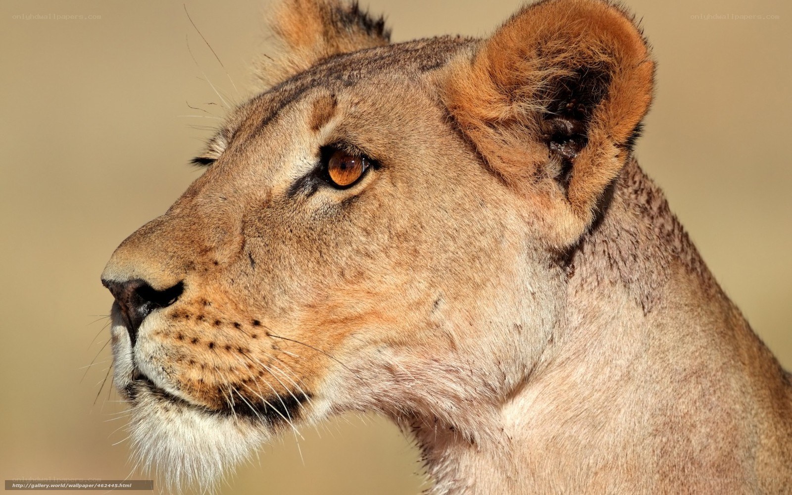 Lioness in profile