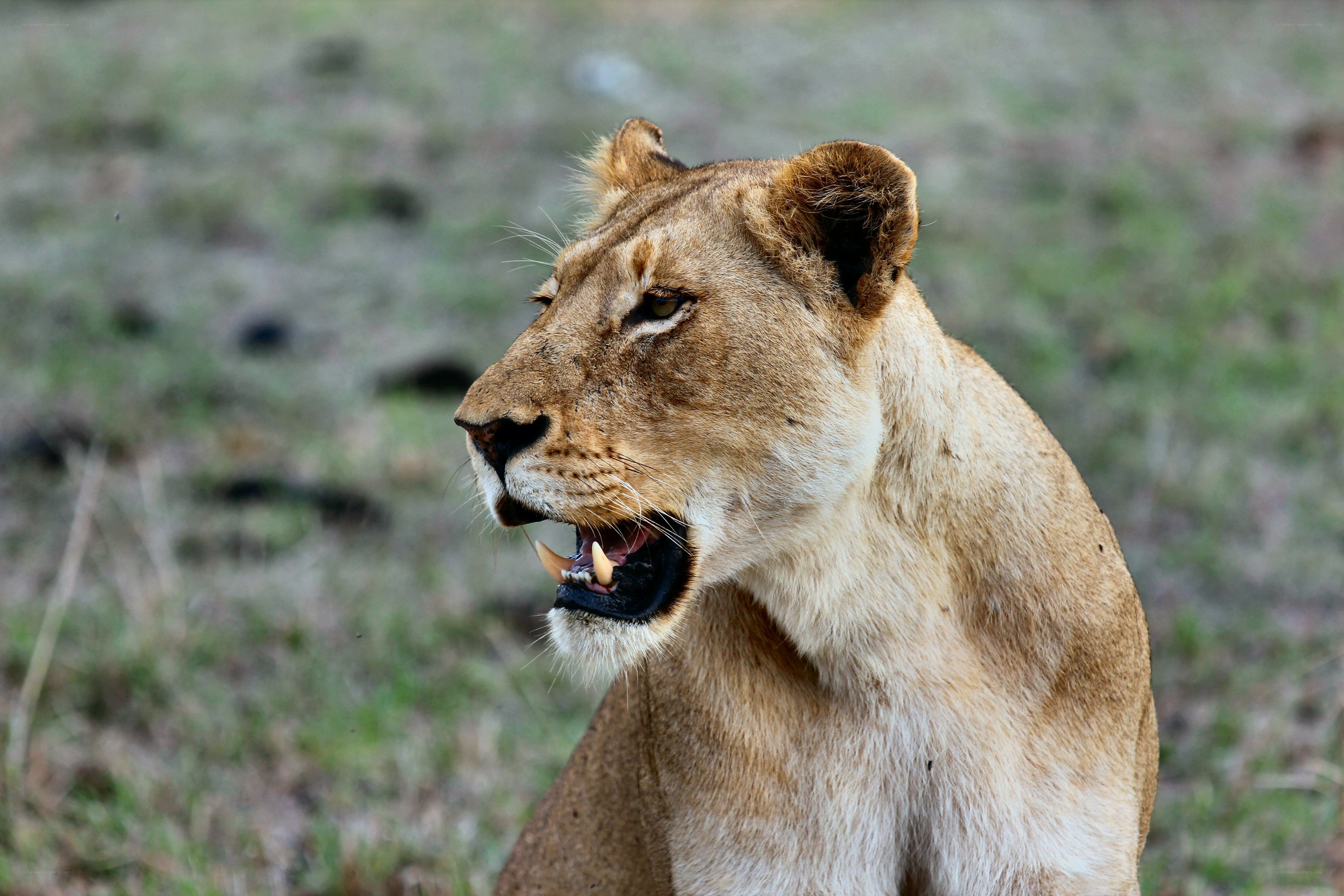 lioness in profile