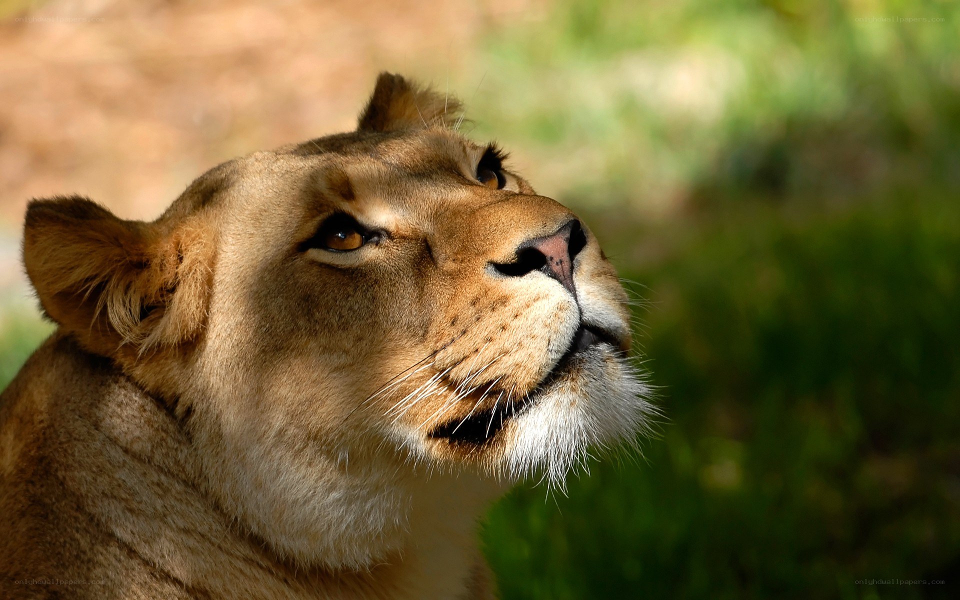 lioness in profile