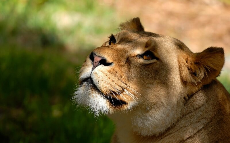 lioness in profile