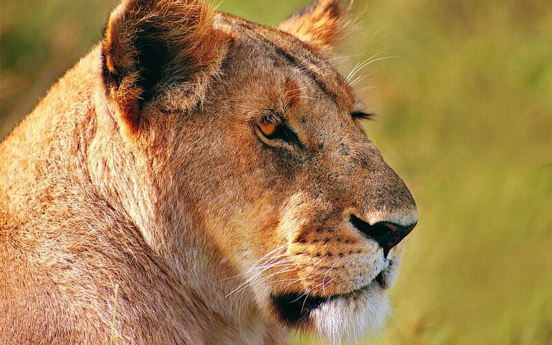 Lioness in Profile — Brown, Calm, Afternoon, Photograph, Grassland, Sunlight