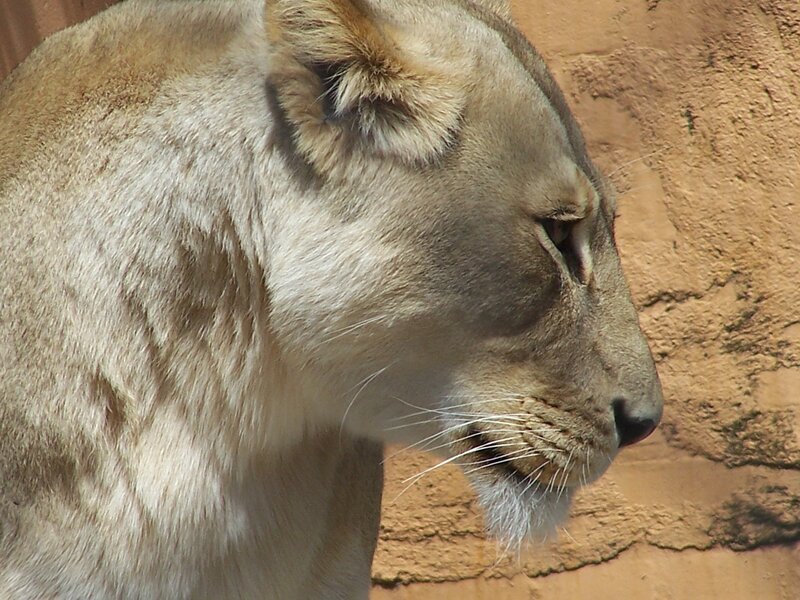 Lioness in Profile — Brown, Calm, Afternoon