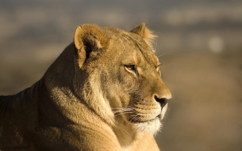 Lioness in Profile — Brown, Calm, Sunset